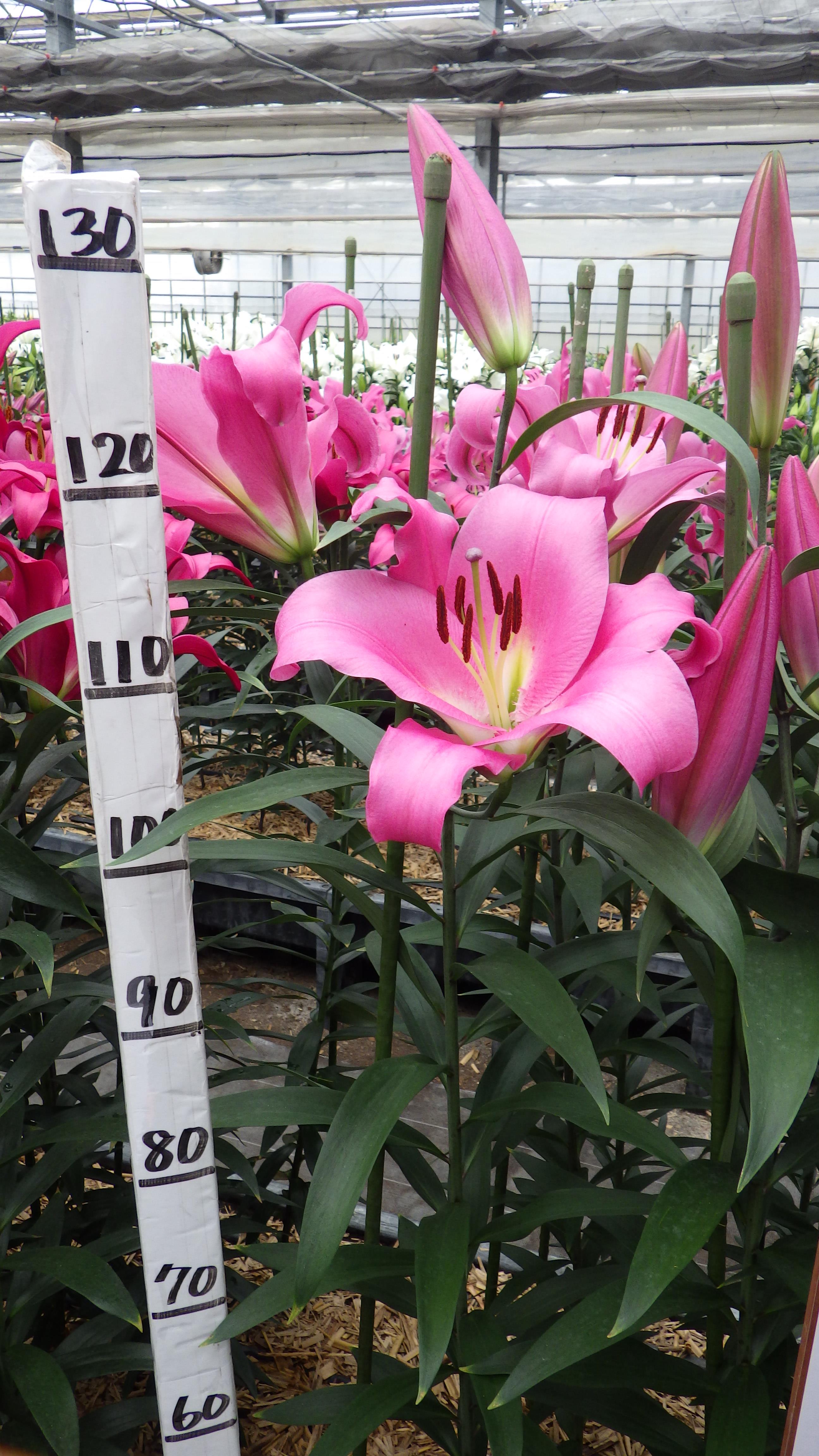 ピンクゴッデス